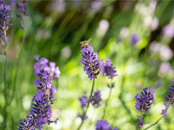 Mit Bienenpflanzen für den Balkon die Insekten unterstützen Mit Bienenpflanzen für den Balkon die Insekten unterstützen