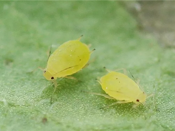 Schädlinge im Garten richtig erkennen und bekämpfen Schädlinge im Garten richtig erkennen und bekämpfen