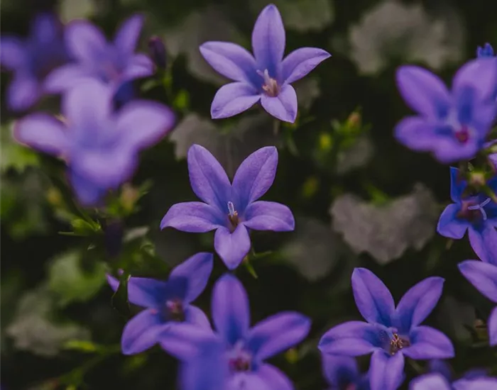 Gartenwelt_Schacherl_0009.jpg