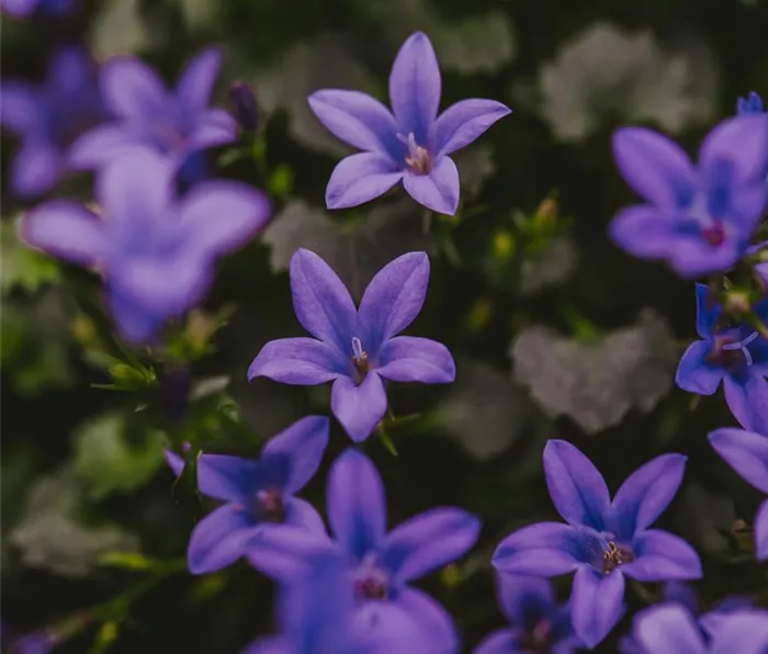 Gartenwelt_Schacherl_0009.jpg