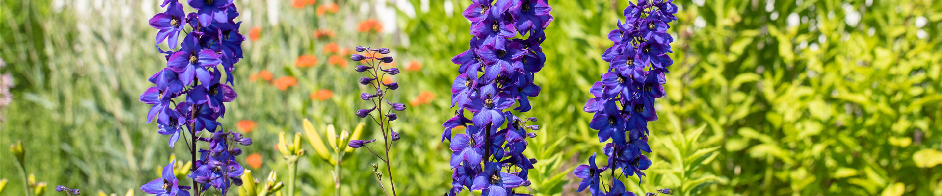 GS666780.jpg GS666780.jpg